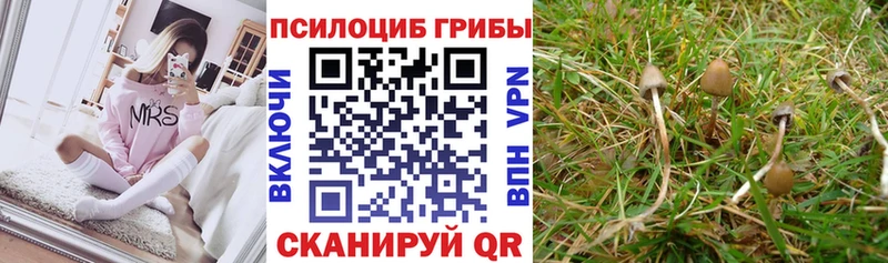 Галлюциногенные грибы Psilocybine cubensis  Аша 
